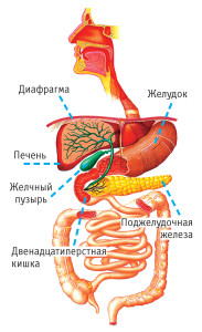 печень и желчный пузырь_1