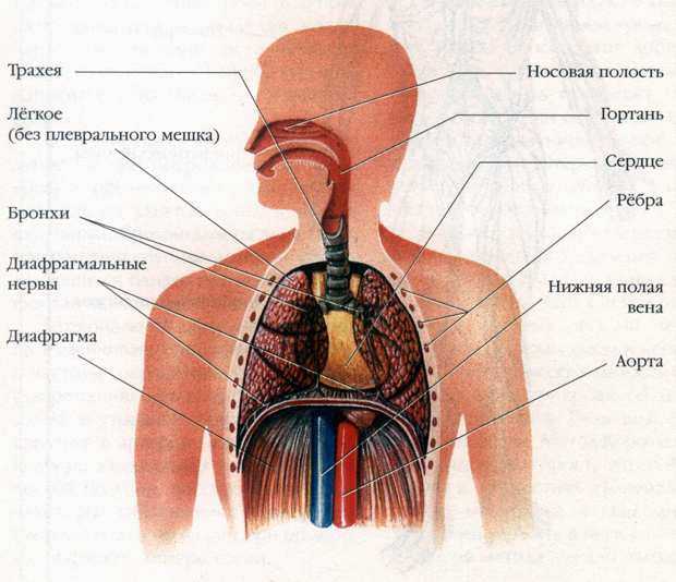 Классификация термических и химических ожогов