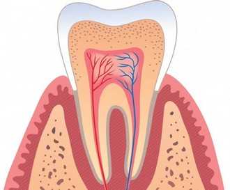 Пульпа зуба - состав и строение