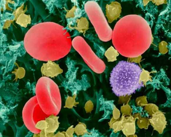 белки в биохимическом анализе крови