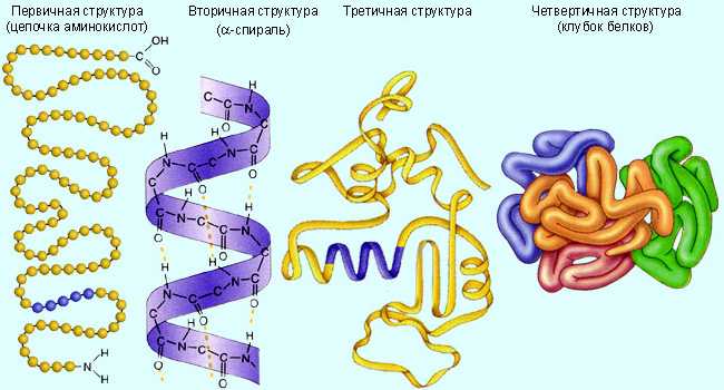 белки в биохимическом анализе крови