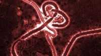 Как защититься от лихорадки Эболы