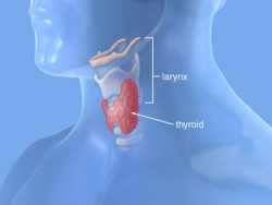 анализ крови на гормоны щитовидной железы