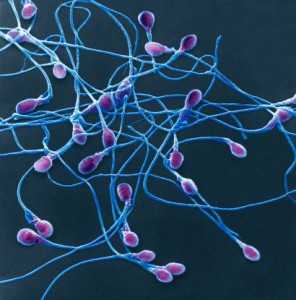 Когда необходимо мужчине сделать анализ на спермограмму? 