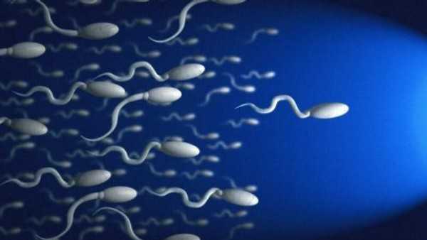 Спермограмма – процесс сдачи анализа и расшифровка результатов у мужчин