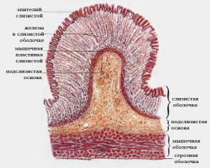 Слизистая оболочка желудка