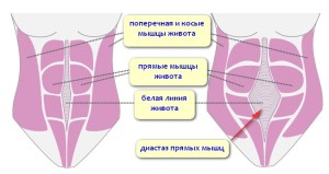 Мышцы брюшины