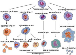 Система кроветворения пациента