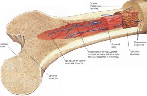 Костный мозг
