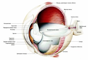 Анатомия глаза