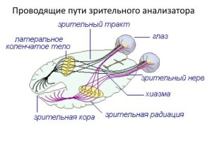 Проводящие пути зрительного анализатора