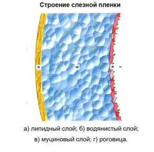 Состав слезной жидкости