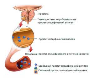 Схема попадания ПСА в кровь