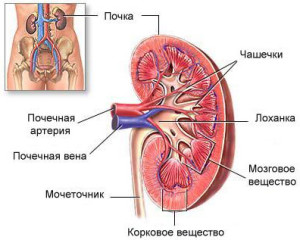 Анатомия почек