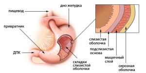 Строение желудка