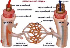 Строение вен человека