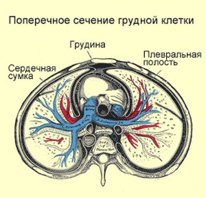 Плевральная полость