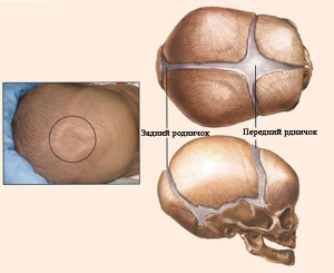 Швы на черепе ребенка