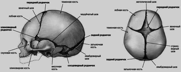 Швы на черепе