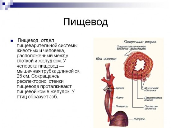 Строение пищевода