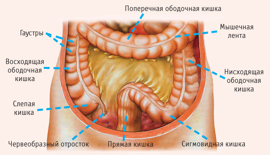 Двеннадцатиперстная кишка