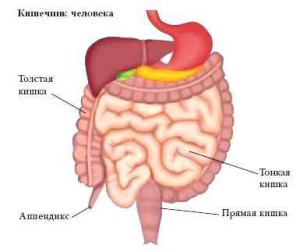 Тонкая кишка