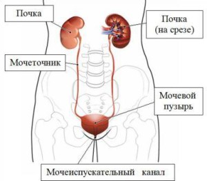 Мочевой пузырь