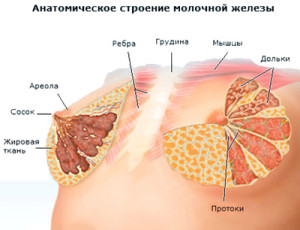 Молочные железы - строение