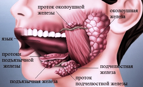 Симптомы и лечение камня слюнных желез