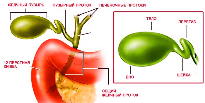 Перегибы и перетяжки шейки или тела желчного пузыря thumbnail