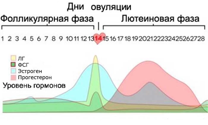 Нормы и отклонения в расшифровке анализа крови на лютеинизирующий гормон