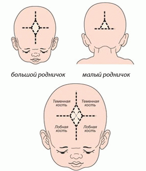 Особенности развития головы у ребенка thumbnail