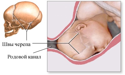 Виды черепа у ребенка. Голова ребенка в первый год жизни: что следует знать молодым родителям