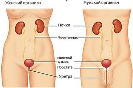 Уролог мужской или женский врач 13