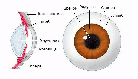 Причины склерита