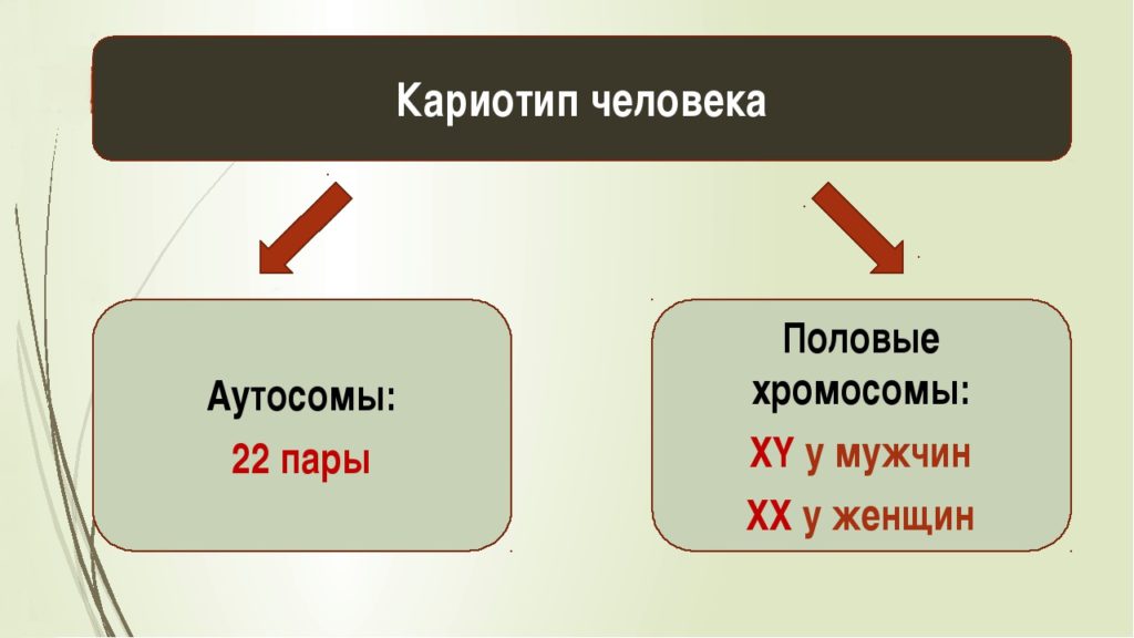 Кариотип человека