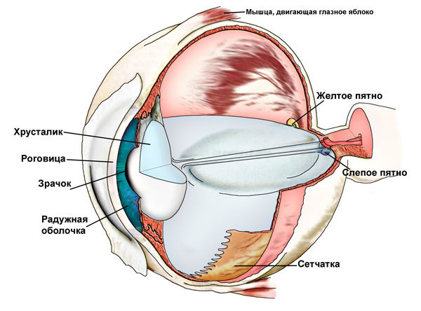 Возрастная дальнозоркость – лечение факосклероза хрусталика глаза и коррекция зрения 